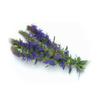 Hyssopus officinalis